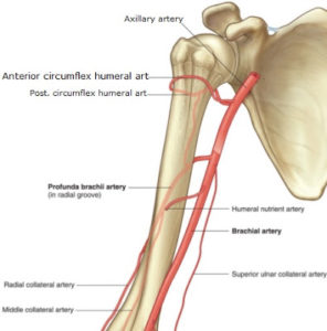 Best Shoulder Chiropractor Near Me Cincinnati Ohio